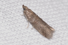 Acrobasis obliqua