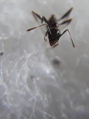 Pheidole wroughtonii