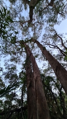 Eucalyptus piperita