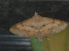 Hypospila