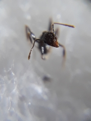 Pheidole wroughtonii