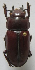 Prosopocoilus