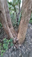 Eucalyptus piperita