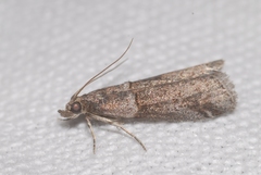 Acrobasis obliqua