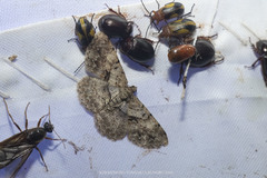 Psilalcis intermedia