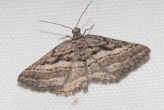 Rhoptria asperaria