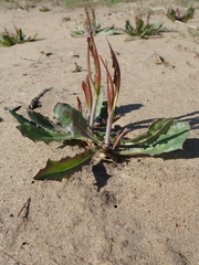Chondrilla latifolia