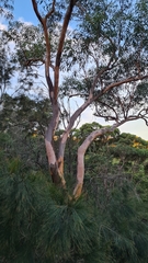 Eucalyptus punctata