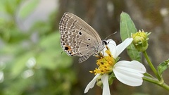 Luthrodes pandava peripatria