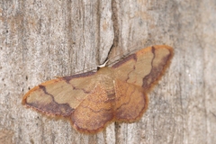 Idaea ostrinaria