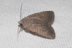 Caradrina flavirena
