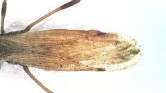 Berytinus