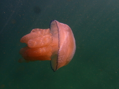Dactyliophorae