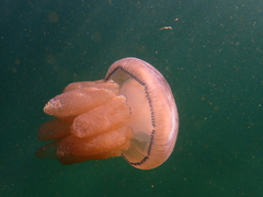 Dactyliophorae