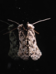 Nemapogon nevadella
