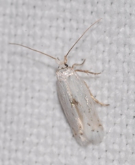 Pseudopostega chalcopepla