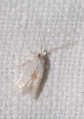 Pseudopostega chalcopepla