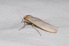 Eilema caniola