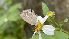 Luthrodes pandava peripatria