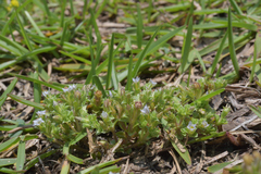 Gentiana tenuissima