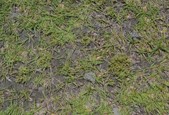 Gentiana tenuissima