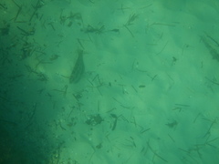 Notolabrus parilus