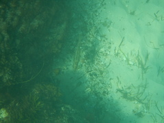 Notolabrus parilus