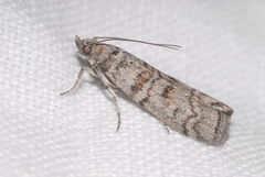 Dioryctria mendacella