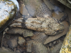 Cottus gobio