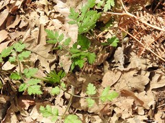 Chaerophyllum nodosum