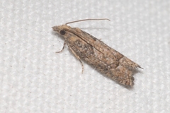 Acroclita subsequana