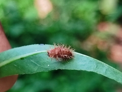 Henosepilachna vigintioctopunctata