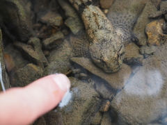 Cottus gobio