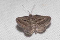 Rhoptria asperaria