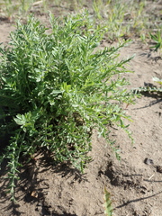 Centaurea