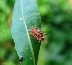 Henosepilachna vigintioctopunctata