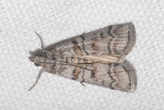 Dioryctria mendacella