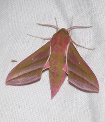 Deilephila elpenor