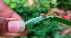 Henosepilachna vigintioctopunctata