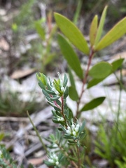 Darwinia leptantha