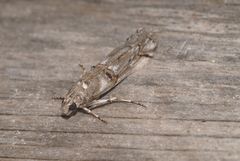 Pempelia palumbella