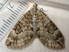 Thera variata