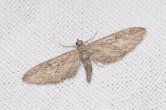 Eupithecia unedonata