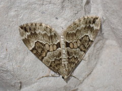 Thera variata
