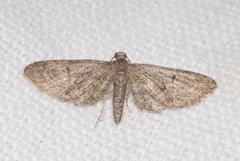 Eupithecia dodoneata