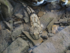 Cottus gobio
