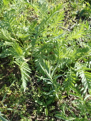 Tanacetum vulgare