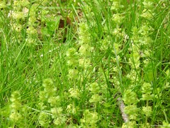 Cruciata glabra