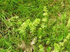 Cruciata glabra