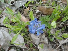 Corydalis turtschaninovii